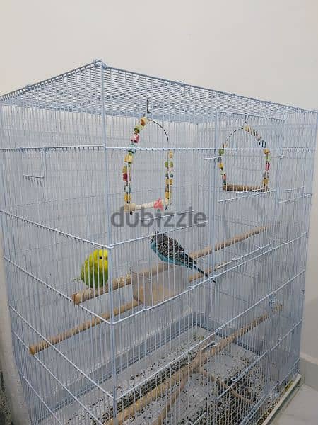Two budgies with a big cage 1