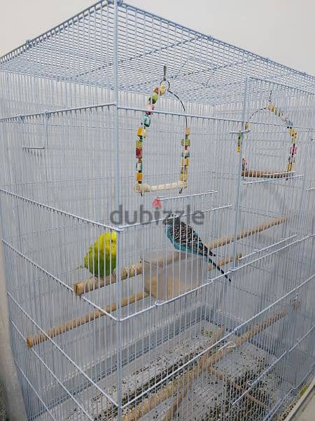 Two budgies with a big cage 2