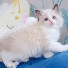CUTE VACCINATED RAGDOLL KITTENS FOR ADOPTION