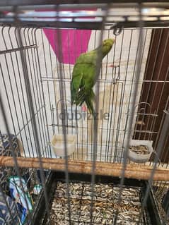Green Parrot female