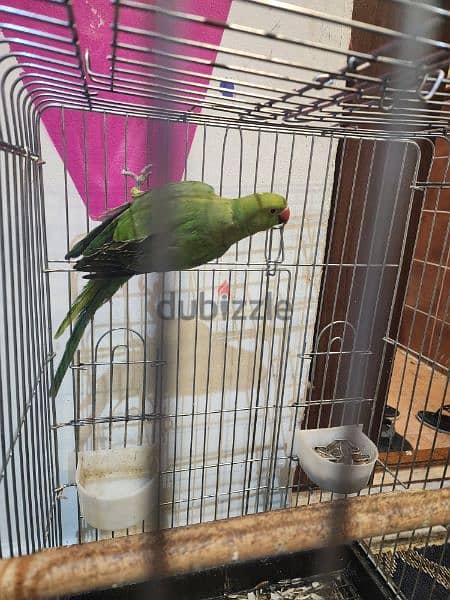 Green Parrot female 1