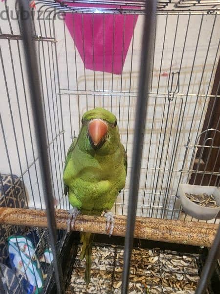 Green Parrot female 2