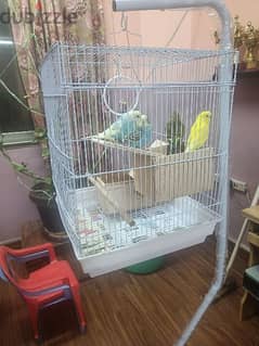 Birds+2Cages+One Stand for SELLING 0