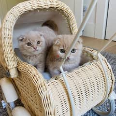 Munchkin kittens whatApp+971568830304 0
