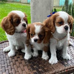 3 Cavalier King Charles Spaniel Pupies for adoption or for Sell