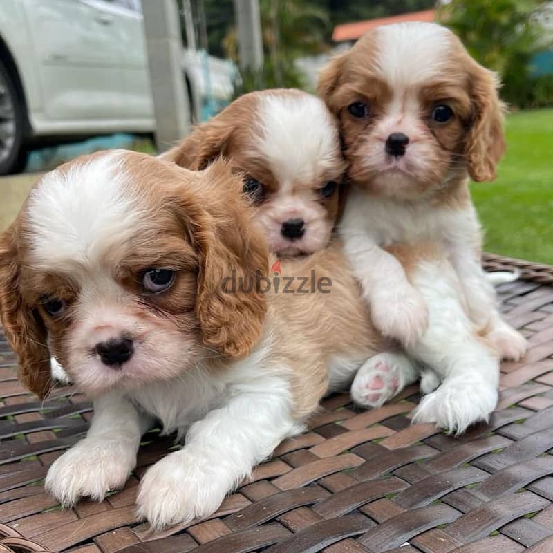 3 Cavalier King Charles Spaniel Pupies for adoption or for Sell 1