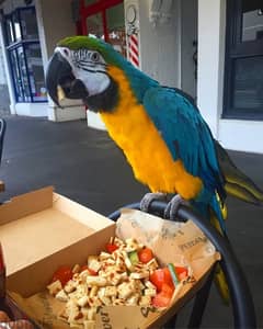 Female macaw