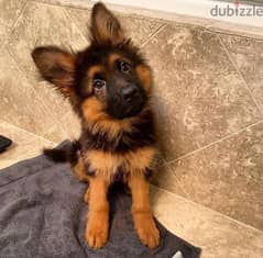 Male German Shepherd  puppy