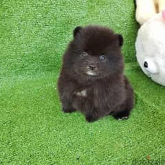 Black Color Pom puppy. . WHATSAPP:‪ +1 (484),718‑9164‬