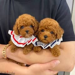 Male & Female Poo,dle puppy