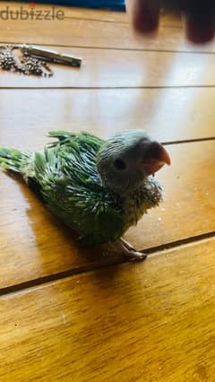 BABY RING NECK PARROT FOR SALE