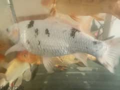 FISHES ,TANK AND EXTERNAL FILTER FOR SALE IN MANGAF BLOCK 4