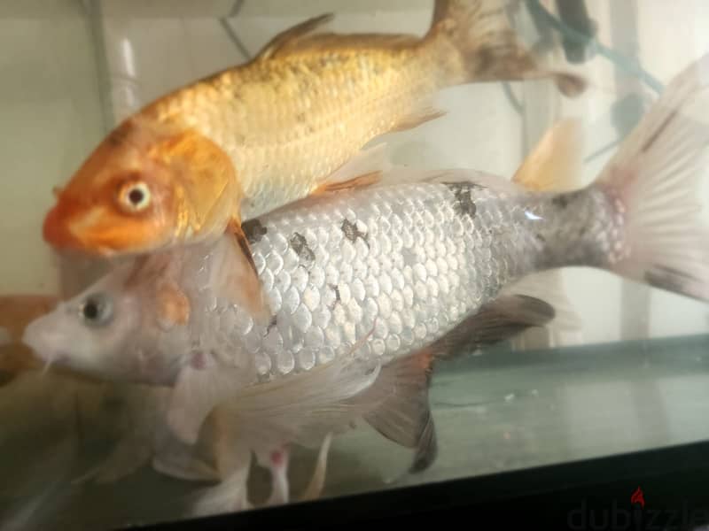 FISHES ,TANK AND EXTERNAL FILTER FOR SALE IN MANGAF BLOCK 4 1