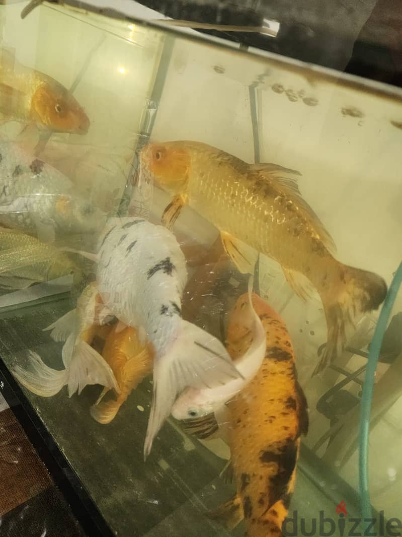 FISHES ,TANK AND EXTERNAL FILTER FOR SALE IN MANGAF BLOCK 4 2
