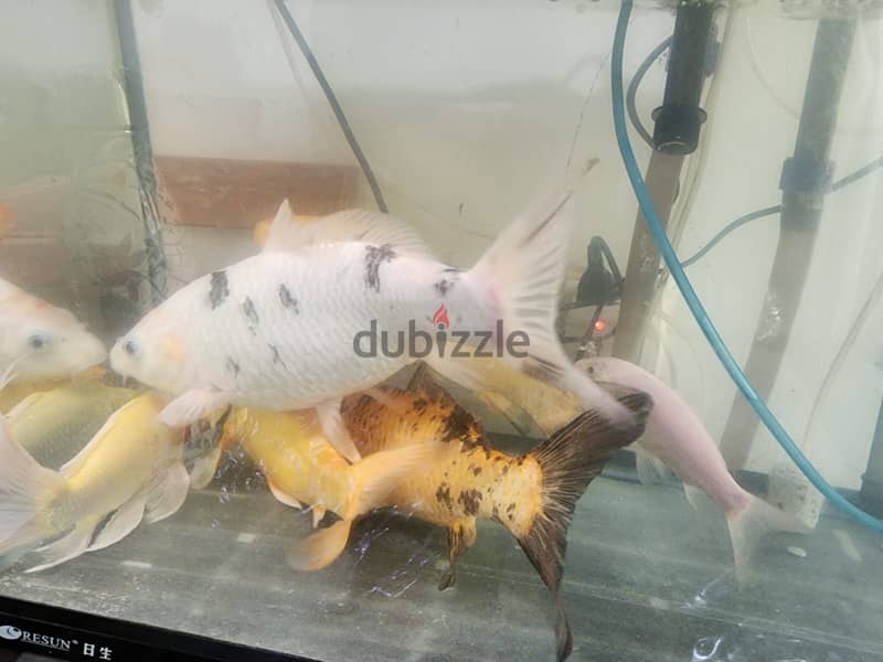 FISHES ,TANK AND EXTERNAL FILTER FOR SALE IN MANGAF BLOCK 4 9