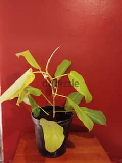 philodendron plant for sale 0