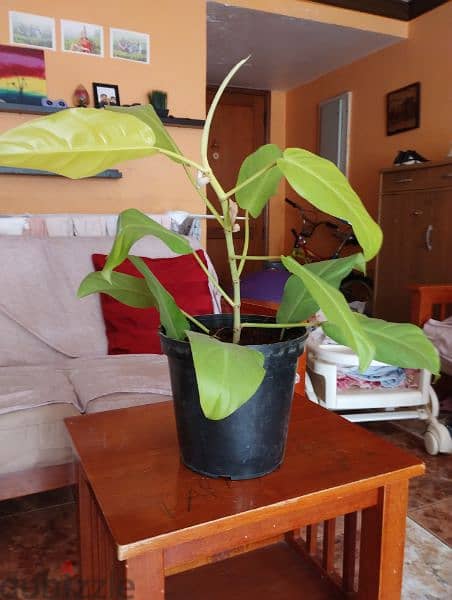 philodendron plant for sale 1