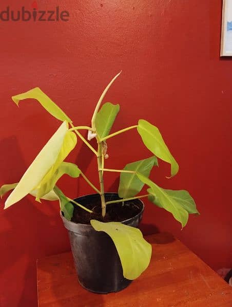 philodendron plant for sale 2