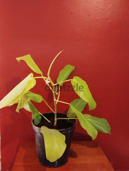 philodendron plant for sale 3
