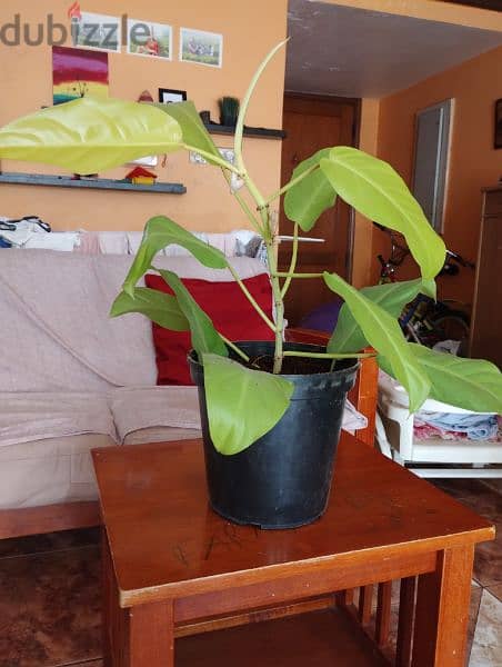 philodendron plant for sale 4