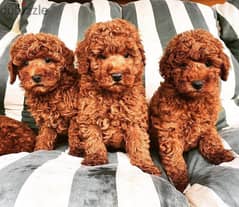 Poodle puppies available// whatsapp +971 55 254 3679