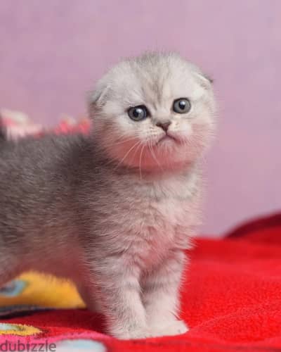 Scottish Fold Kitten