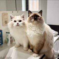 Registered ragdoll cats for adoption. Whatsapp: +972555072421 0
