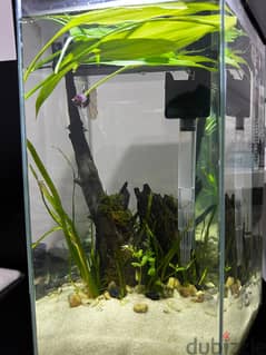 New aquarium with live plants, woods and Betta fish