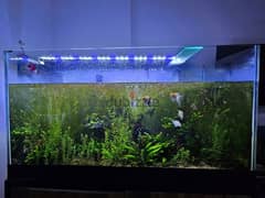 Rotala plants available