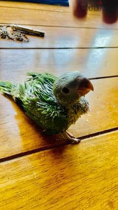 BABY RING NECK PARROT FOR SALE 0