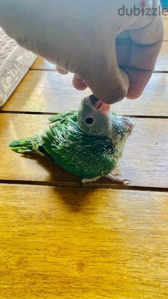 BABY RING NECK PARROT FOR SALE 1
