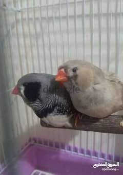 jabo size Finch black cheek male. orange female. . with cage 0