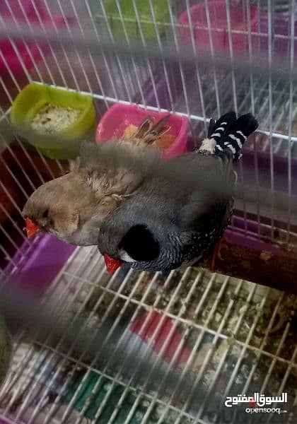 jabo size Finch black cheek male. orange female. . with cage 1