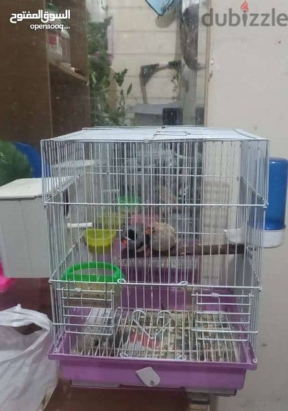 jabo size Finch black cheek male. orange female. . with cage 2