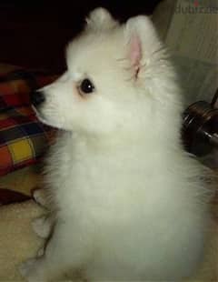 two months old cute Japanese spitz  pupps for sale 0