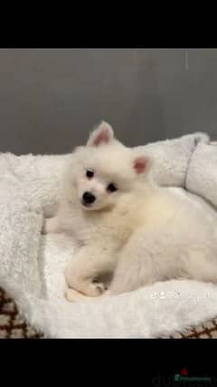 vaccinated two months old cute japanese spitz puppies for sale 0