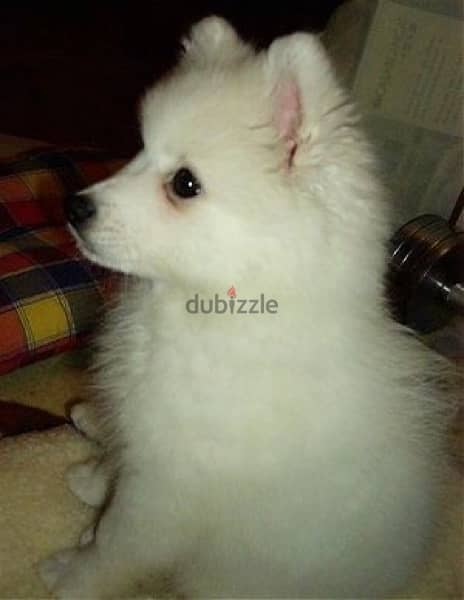 vaccinated two months old cute japanese spitz puppies for sale 1