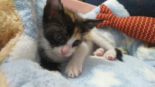 Calico Kitten for Adoption