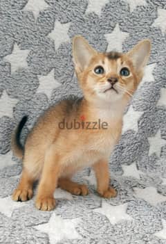 Whatsapp me +96555207281 Cutest Abyssinian kittens for sale 0