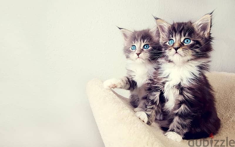 whatsapp me +96555207281 Two American Bobtail kittens for sale 1