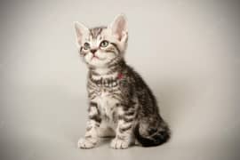 Whatsapp me +96555207281 American Shorthair kittens