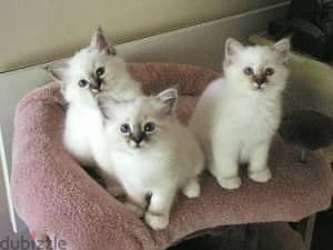 Whatsapp me +96555207281 Healthy Birman kittens for sale 0
