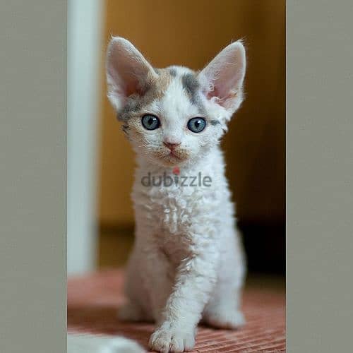 Whatsapp me +96555207281 Lovely Devon Rex kittens 1