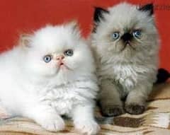 Whatsapp me +96555207281 Two Himalayan kittens for sale 0