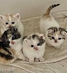 Whatsapp me +96555207281 Manx Cat kittens