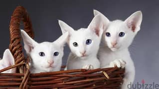 Whatsapp me +96555207281 Oriental kittens for sale