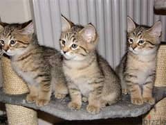 Whatsapp me +96555207281 Lovely Pixiebob kittens for sale