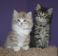 Whatsapp me +96555207281 Ragamuffin kittens for sale