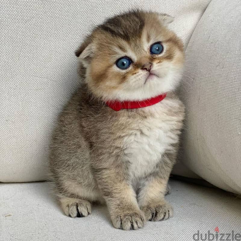 Whatsapp me +96555207281 Two cute Scottish Fold kittens for sale 1