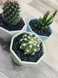 Cute Mini Cactus plant potted. 1 PCS / 3 PCS 0